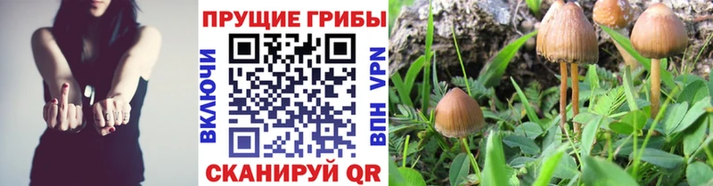 Псилоцибиновые грибы Cubensis  Палласовка 